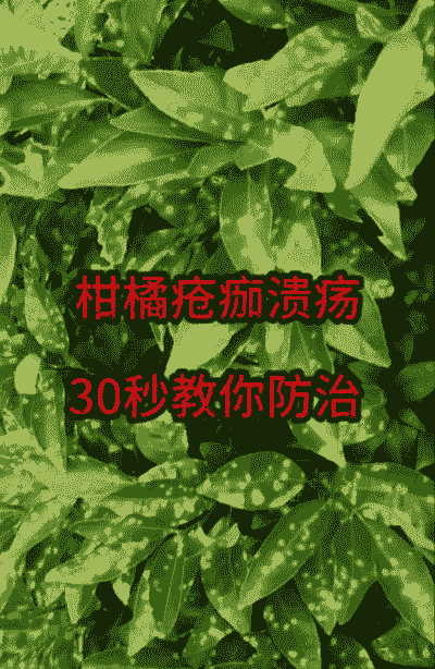 柑桔疮痂病的防治