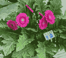 非洲菊轮纹花叶病防治