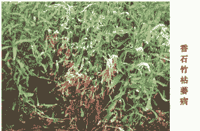 香石竹凋萎病