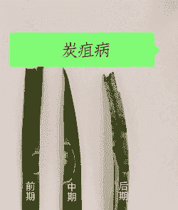 兰花炭疽病防治