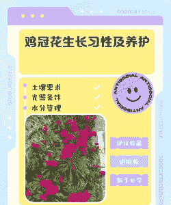 鸡冠花褐斑病防治