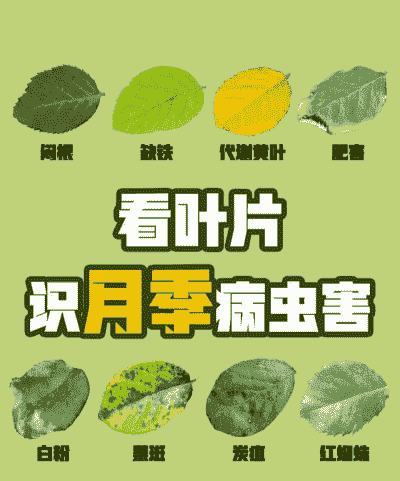 月季花叶病症状及防治方法