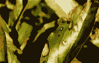 芍药红斑病防治