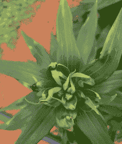 百合花叶病（CMV）防治