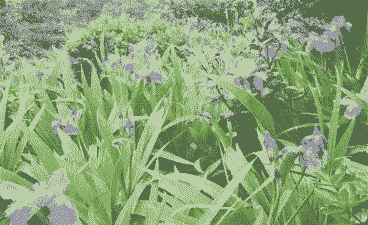 鸢尾灰霉病的防治