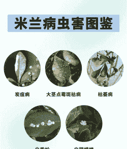 米兰介壳虫的防治