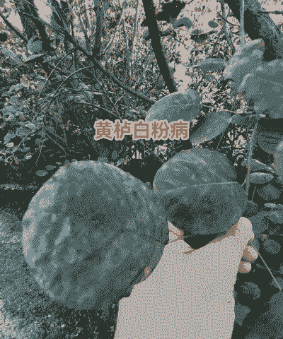 黄栌白粉病的防治