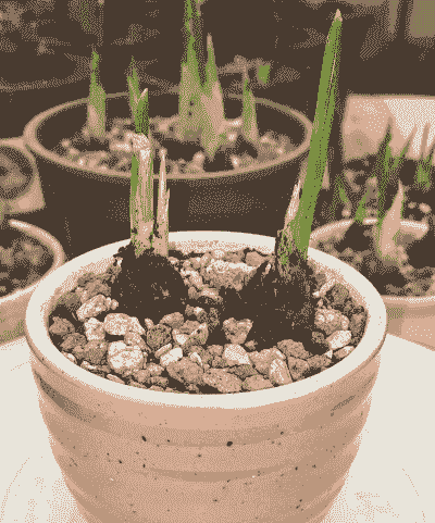 球根鸢尾病虫害防治技术