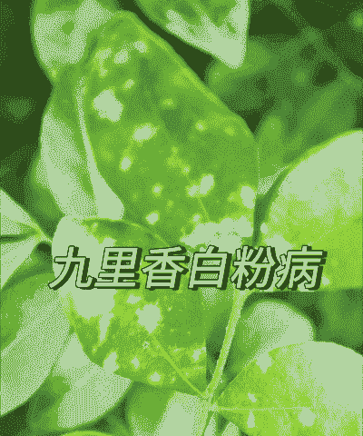 防治九里香白粉病