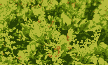 米兰不香的原因