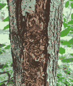 我国首次发现白蜡树害虫天敌