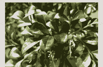 防米兰在冬季落叶