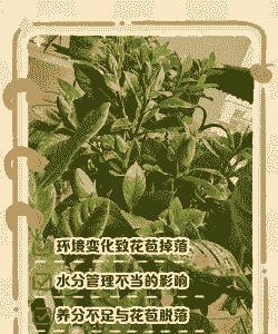 栀子花为何苞枯叶落