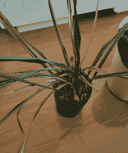 兰花为何冬季枯死