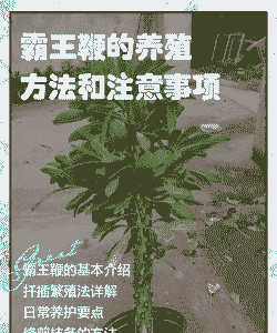 霸王鞭枯黄怎么办