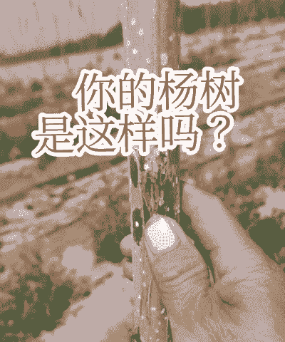 杨树溃疡病的防治措施