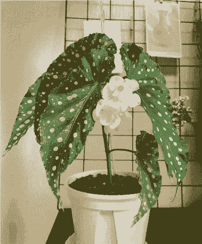 银星秋海棠为何落叶掉瓣