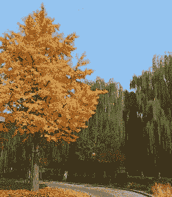 毛白杨黄叶落叶症的区别与防治