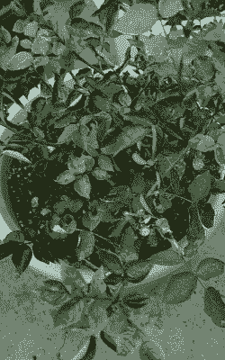 盆栽花卉防盐害