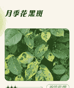 月季黑斑病的发生与防治