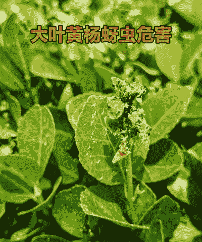 大叶黄杨几种常见病虫害
