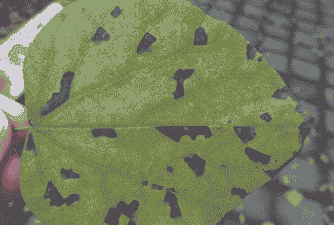 紫荆常见病虫害