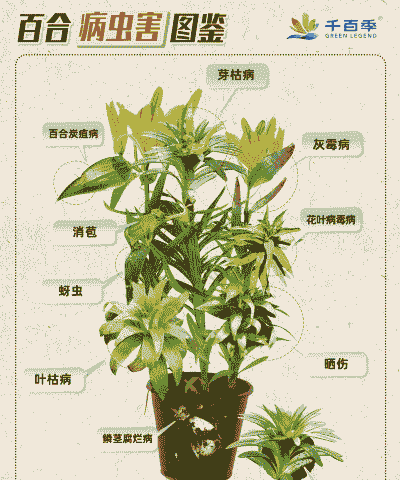 麝香百合的病虫害防治