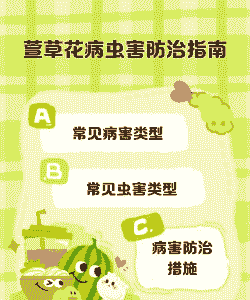 萱草遭受病虫害怎么办