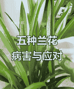 紫罗兰常见病害及防治