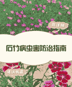 香石竹三大病害防治