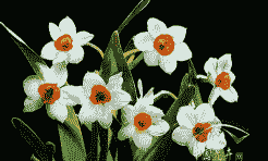 水仙工茎线虫病防治