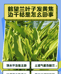 鹤望兰病害防治方法