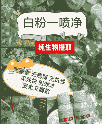 白粉病综合防治技术