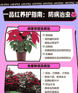 一品红生产的病害防治