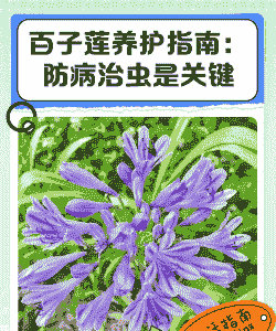 百子莲花叶病防治方法