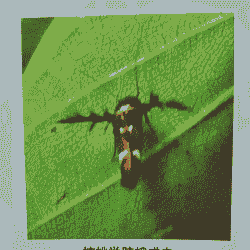 核桃举肢蛾的发生规律及防治方法