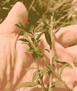 枸杞叶片出现“泡状物”