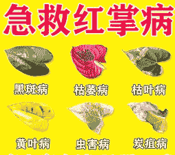 病害知识-一串红花叶病毒病