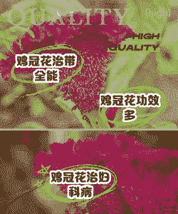 鸡冠花褐斑病的综合防治