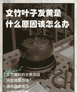 如何防止盆花叶黄