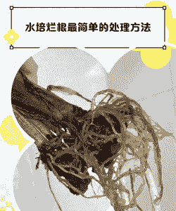 家庭水培陆生花卉易发根腐病