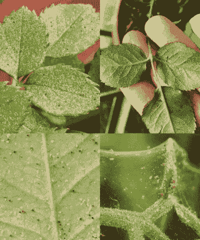 花卉红蜘蛛的防治