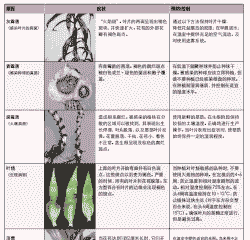 切花百合的病害防治