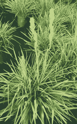 晚香玉黄胸花蓟马虫害