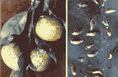 芍药矢尖盾蚧虫害