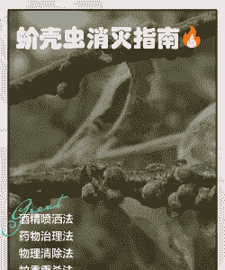 芍药长白盾蚧的防治措施