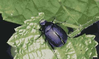 如何防治果园黑绒金龟甲