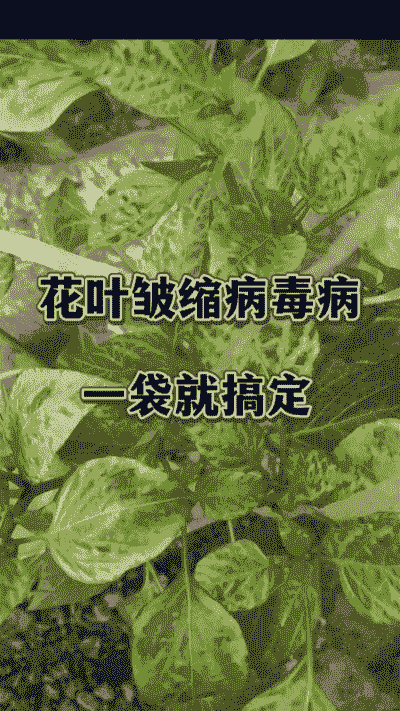 花卉病毒病的识别与防治