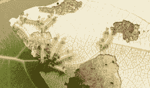 双齿绿刺蛾的防治