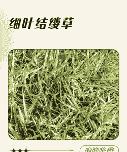 结缕草草坪常见病害防治方法